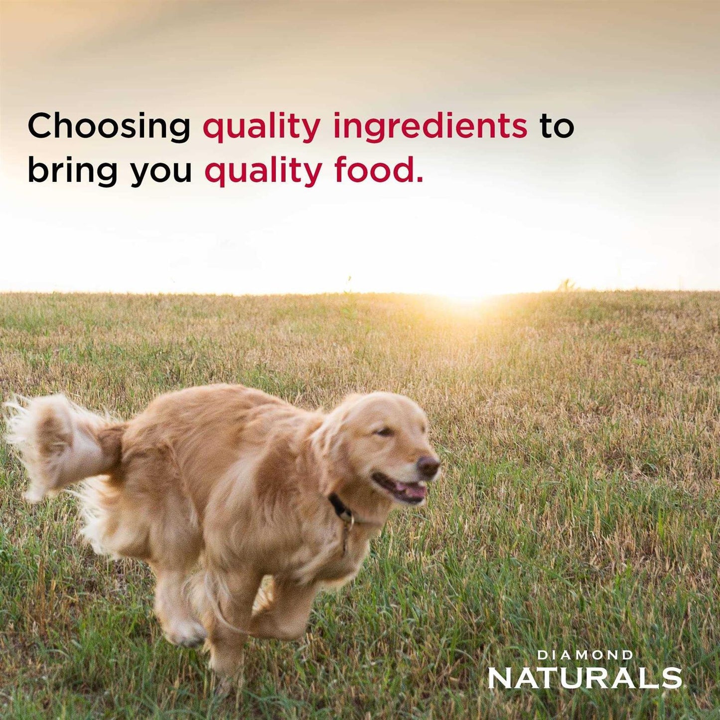 Diamond Naturals Chicken Dinner Canned Dog Food- 13.2oz