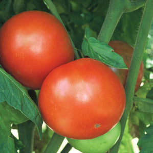 Tomato Seeds