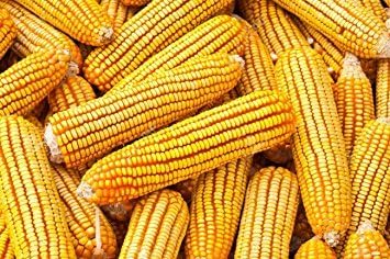 Squirrel Corn