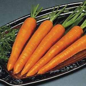 Carrot Seeds