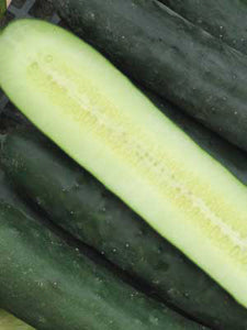 Cucumber Seeds