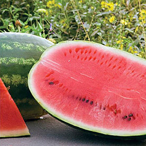 Watermelon Seed