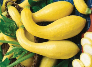 Squash/Zucchini Seeds