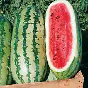 Watermelon Seed
