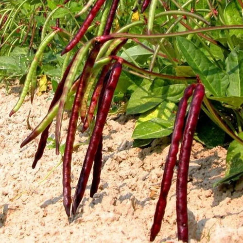 Beans Seed