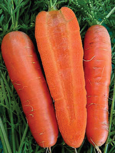 Carrot Seeds