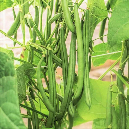 Beans Seed