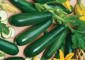Squash/Zucchini Seeds