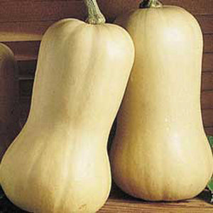 Squash/Zucchini Seeds