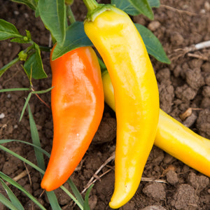 Pepper Seeds