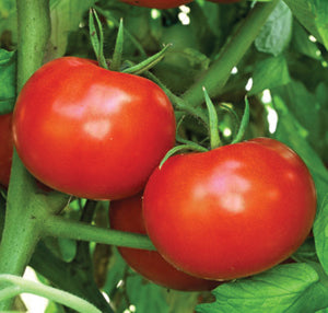 Tomato Seeds