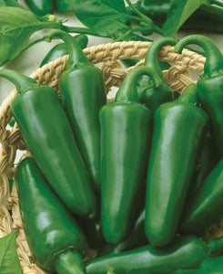 Pepper Seeds