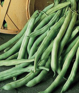 Beans Seed