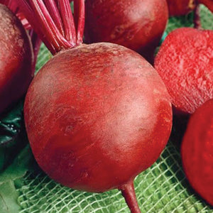 Beet Seed