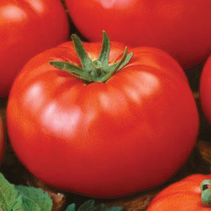 Tomato Seeds