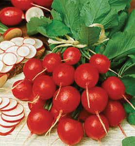 Radish Seed