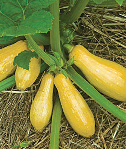 Squash/Zucchini Seeds