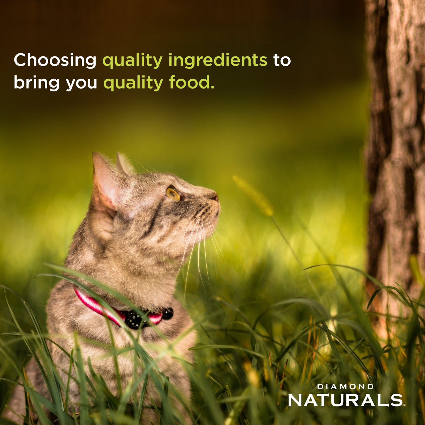 Diamond Naturals Indoor Cat - Cat Food 5.5oz