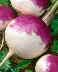 Turnip Seed