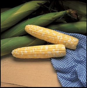 Corn Seed