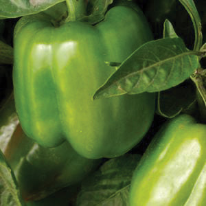 Pepper Seeds