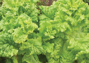 Lettuce Seeds