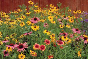 Wildflower Mix Seeds